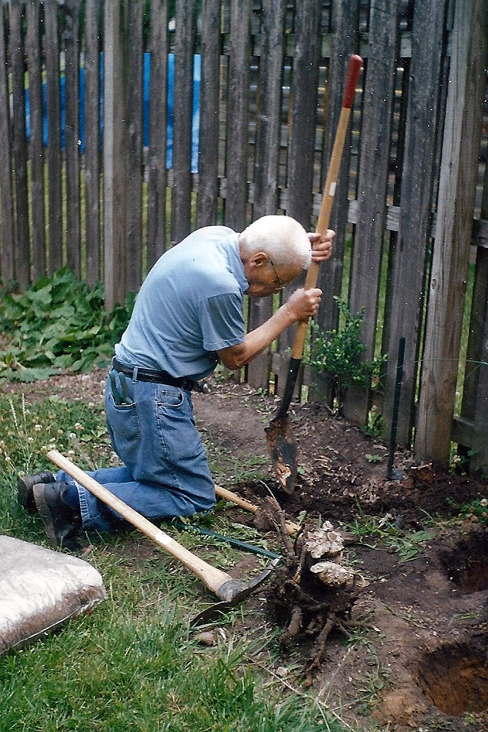 Dad Rodgers Planting Roses